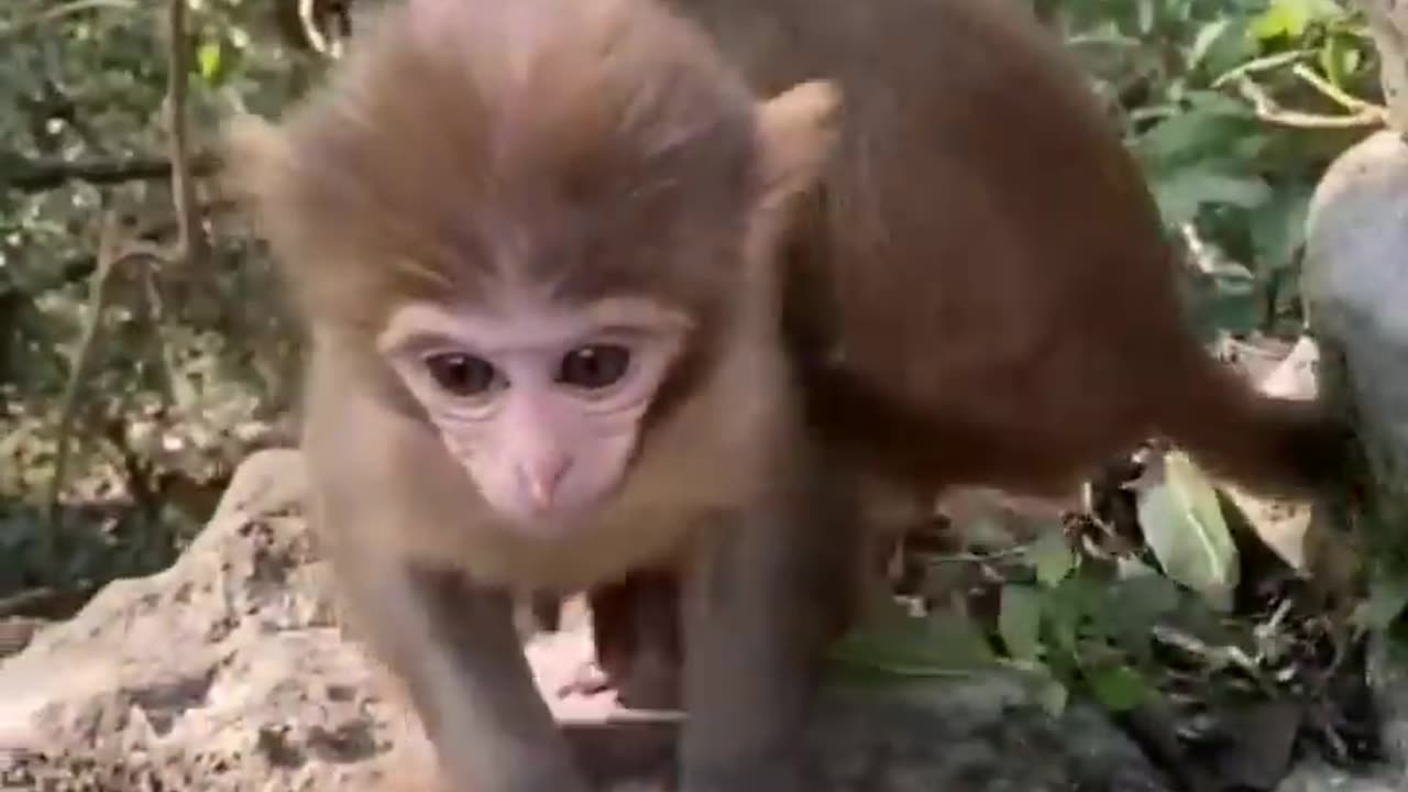 Never see this Animal videos ðŸ˜ðŸ˜