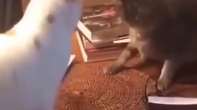 lovely kitten # animal's confusing behavior # there are silly cats