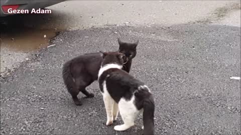 Street Cats meowing and talking