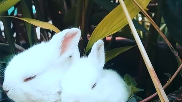 ارانب تستريح على اناء النبات Rabbits resting on a plant pot