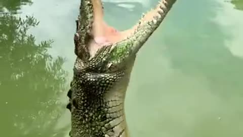 Amazing slow motion crocodile 😱👍❤️