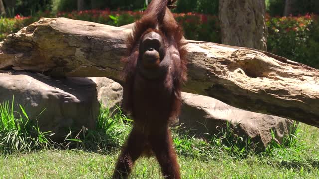 Monkey doing a cute move