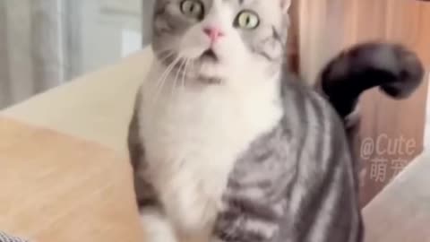 Funny cats