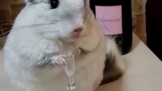 Chincilla rat drinking champagne and bluffing