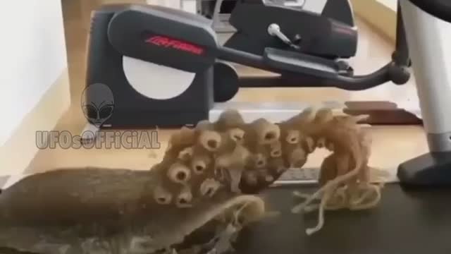 What on earth could this be?