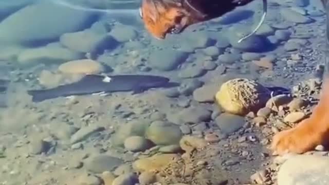 Fish Hunter Dog 🐕