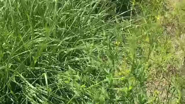 Small yellow flowers fluttering in the wind