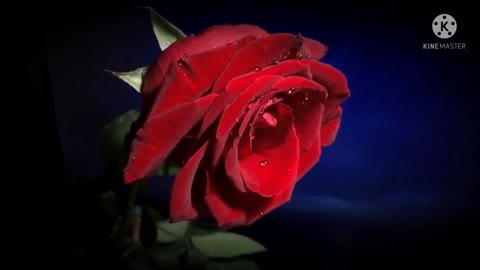 Beautiful red rose flower.