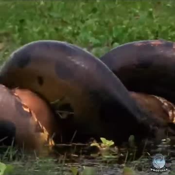 giant anaconda - the embrace of death 😱😱😱