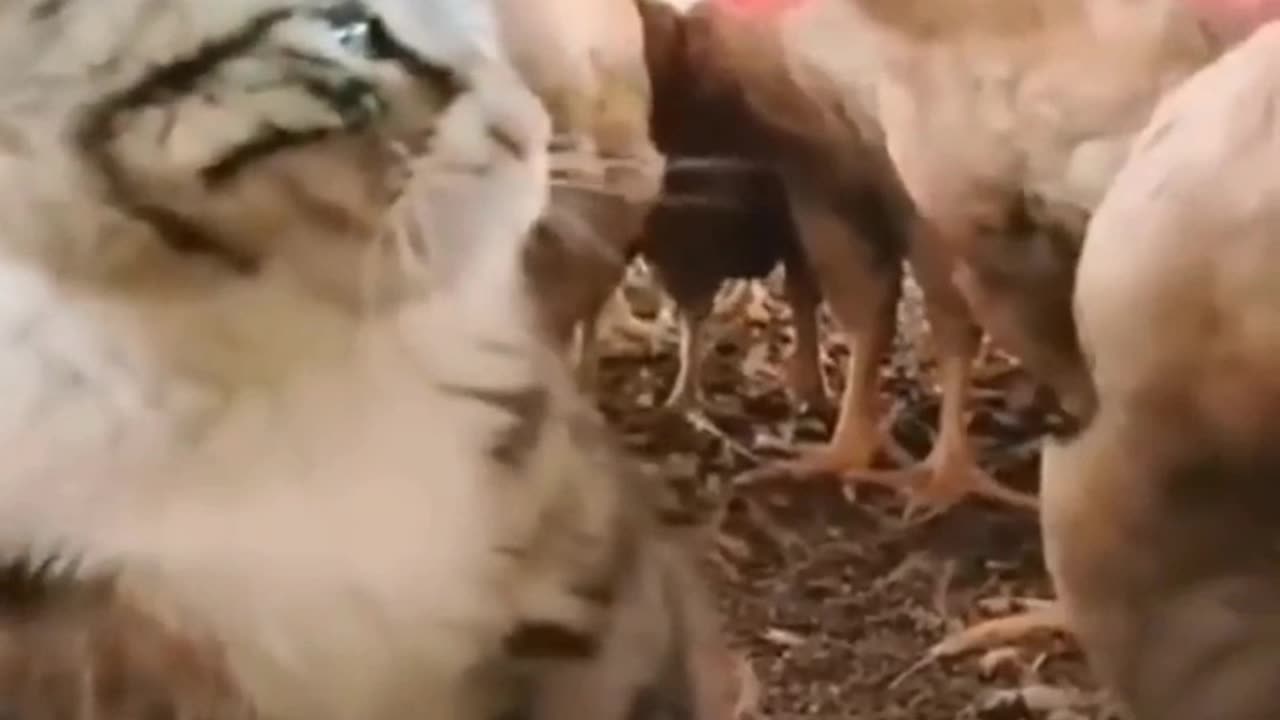 Funny cats
