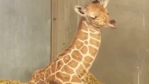 Newborn giraffe isn't sure what to do with his neck while taking a nap