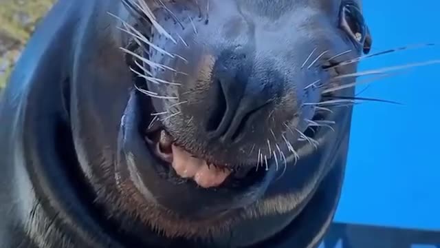 Smart fur seal playing with a man