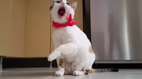 funny _ cat