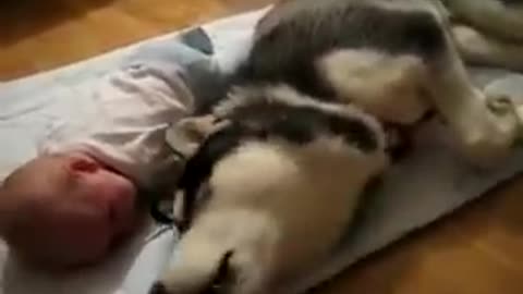 A baby calms down thanks to a husky