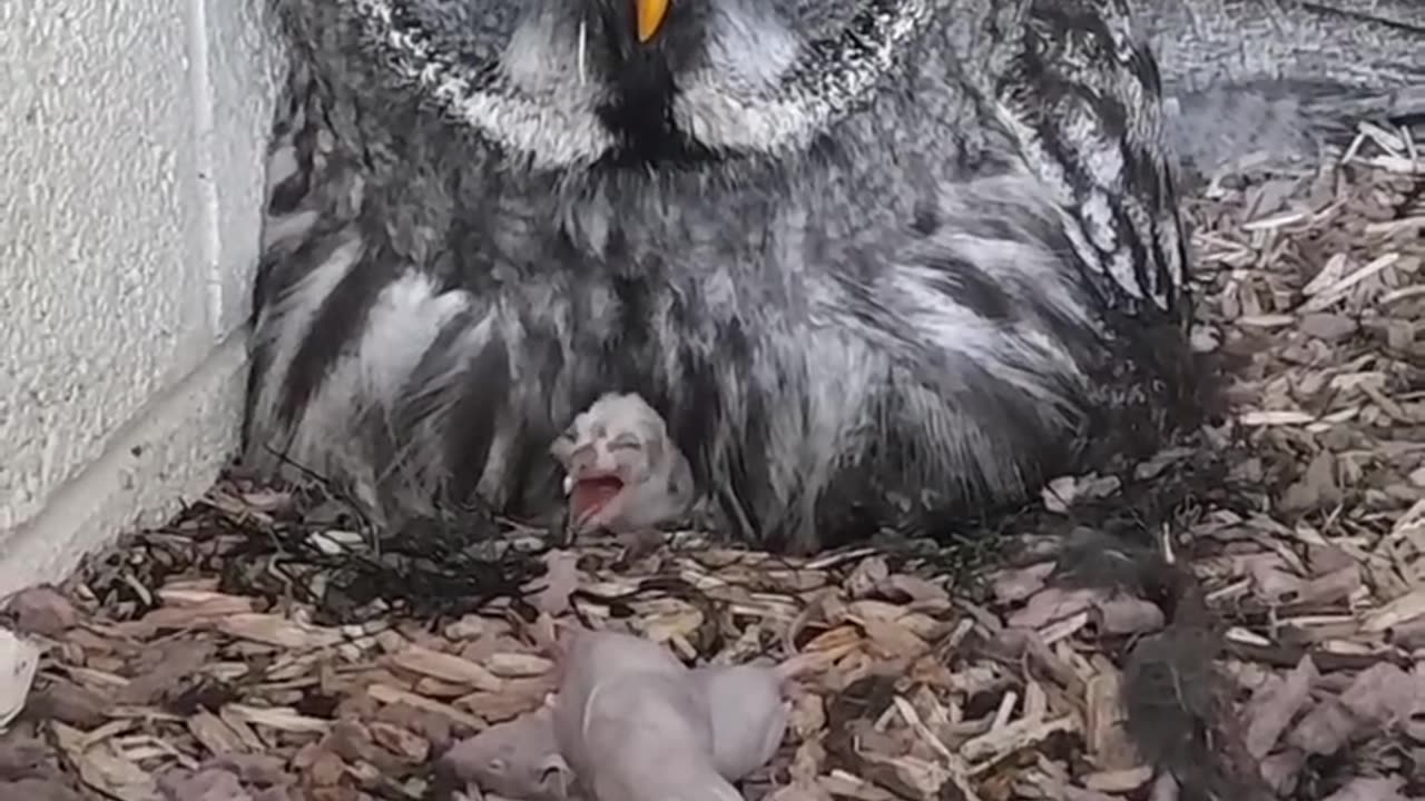 New Baby Great Grey Owls!! 🐣🥰🎉 at long last ☺️ #shorts #hatched #owl #baby #birds #love #excitement