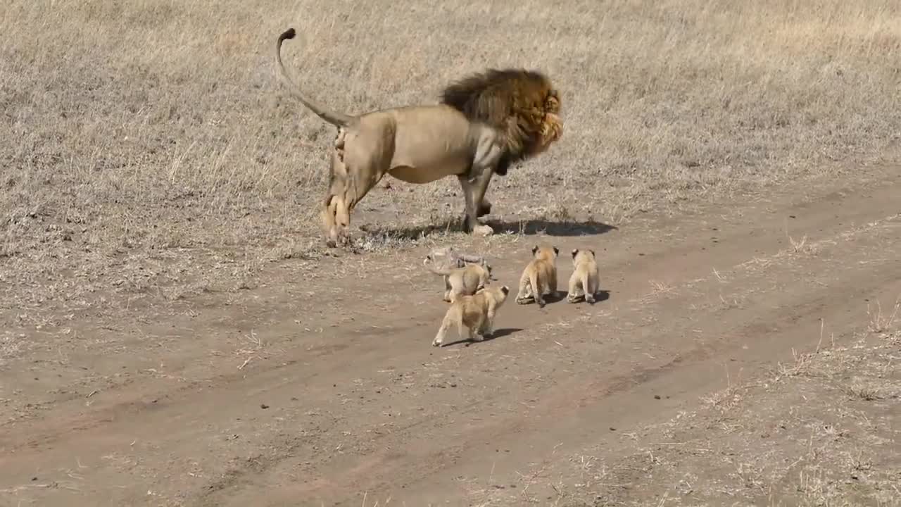 This lion daddy tries to get a break from his kids