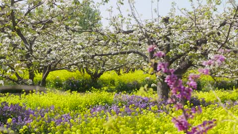 Beautiful Flower Sea