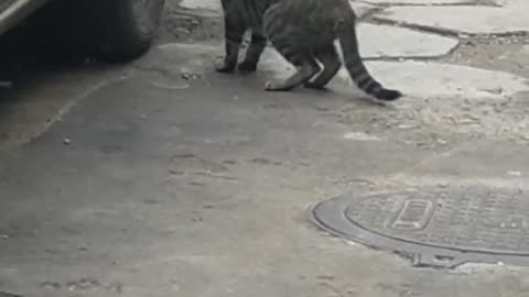 little kitten