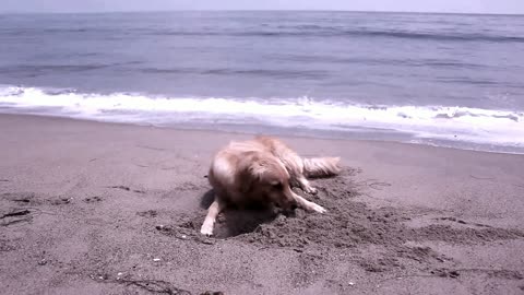 Golden Retriever Digging!