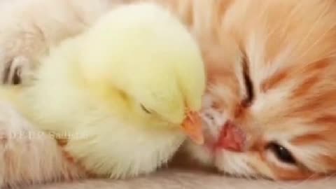 A friendship between cat & chicken