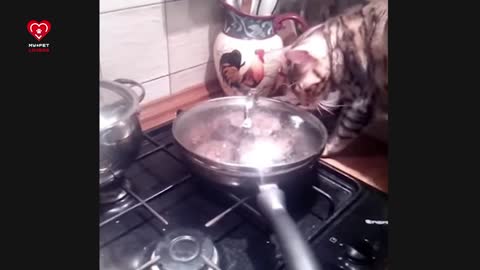 Funny Cat Stealing Food Videos