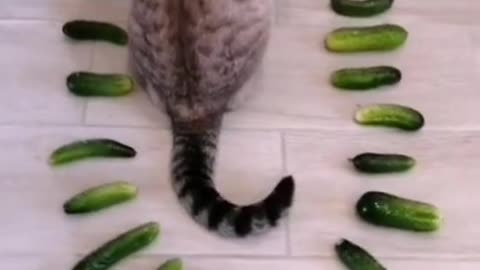 Funny Cat with cucumber