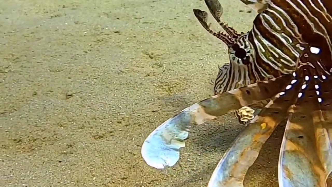 Fish closed up
