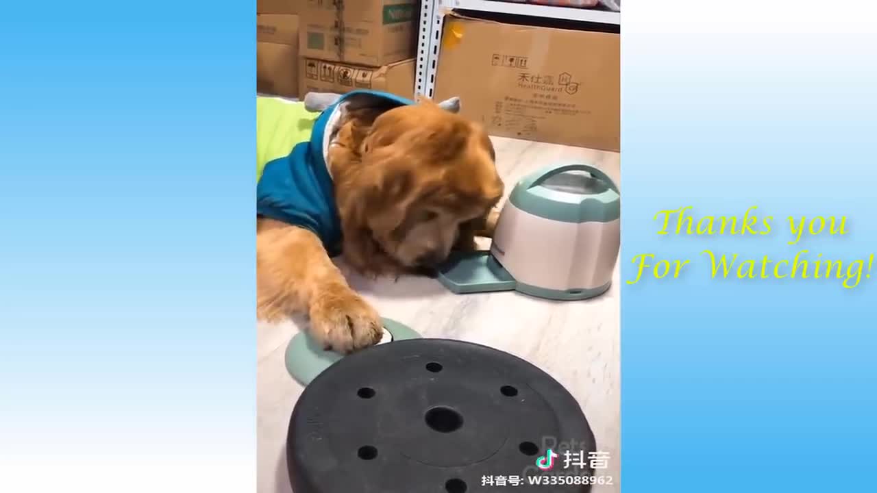 Wow So Cute / Best Funny Cats and Dogs