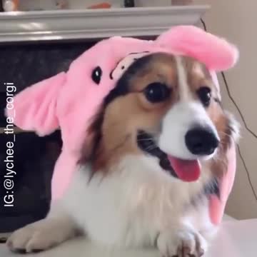 Cute dog play game with the following