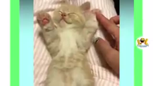 Cute Cate Meowing!