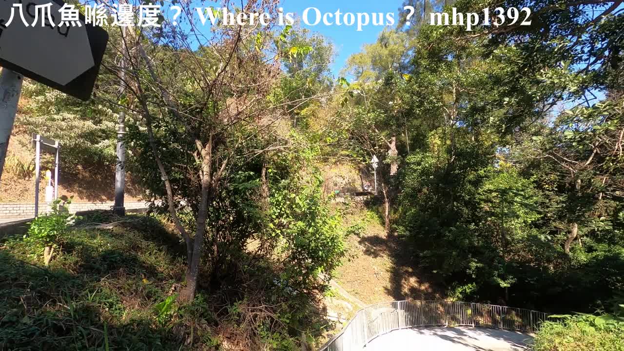 八爪魚喺邊度？Where is Octopus？mhp1392, Dec 2020