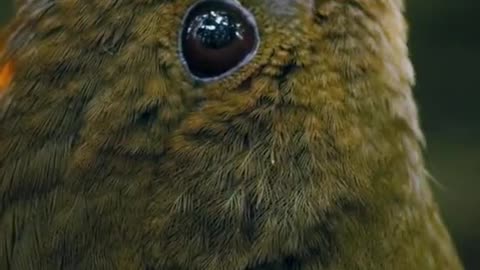 Bowerbird mimicking... Just amazing