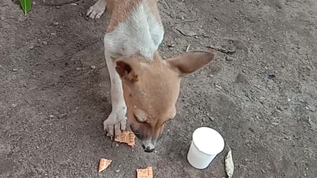 Hungry puppy needed help 🥺