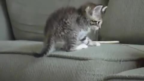 Curious Kitten