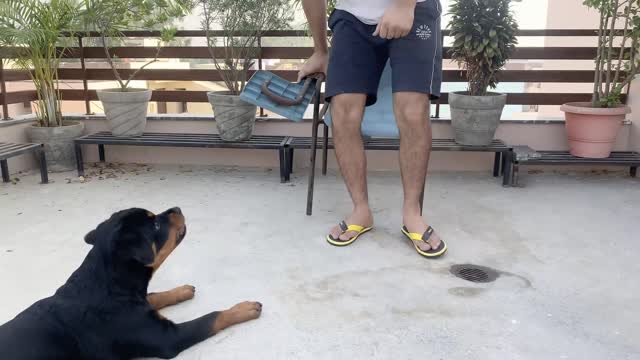 TRAINING OF SPEAK COMMAND | HOW TO TRAIN YOUR DOG TO SPEAK( BARKING) COMMAND|ROTTWEILER DOG TRAINING