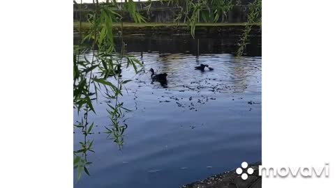 ducks swim on the lake