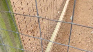 Woman Farts at the Wildlife park