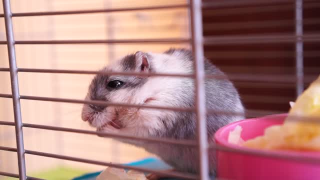 Cute hamsters eat some pies🐹🥐🥖