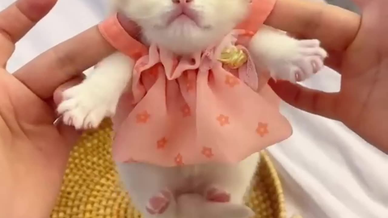 Funny Cats and Dogs