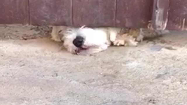 Funny dog