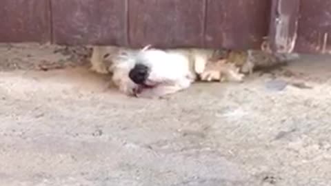 Funny dog