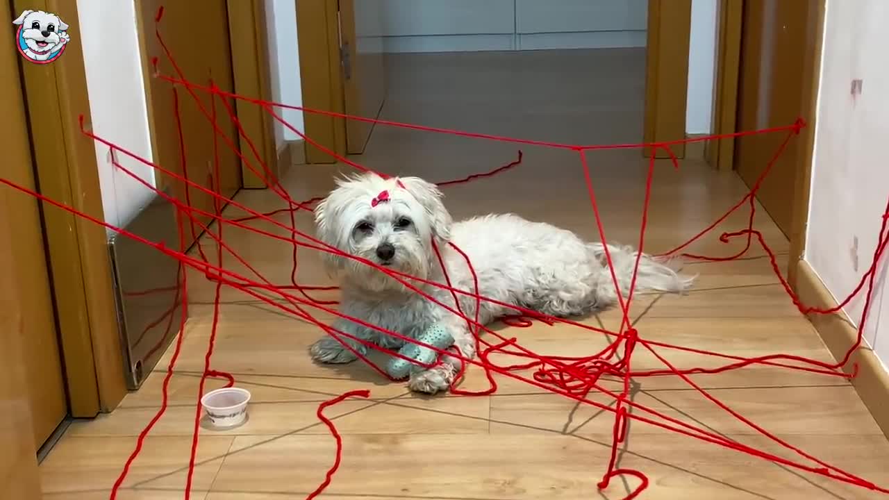 Dogs Funny Videos