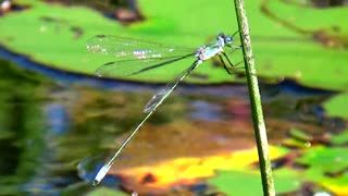 Dragonfly