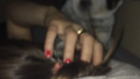 White puppy playing with girls hair in sofa
