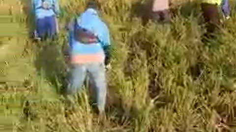 Harvest in the fields