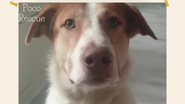 Funny Talking Dog 😂#Amigo #Amigo😂🐕 Happy Dog In Scotland After suffering In Iran ....