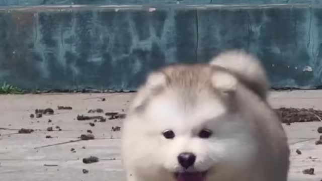 Cute little fat dog