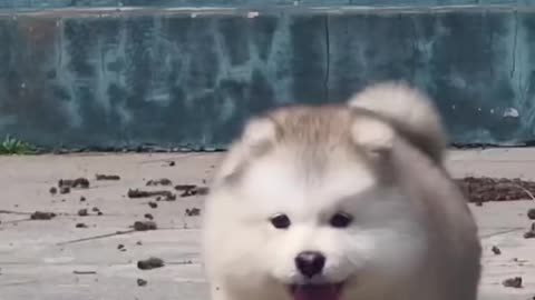 Cute little fat dog