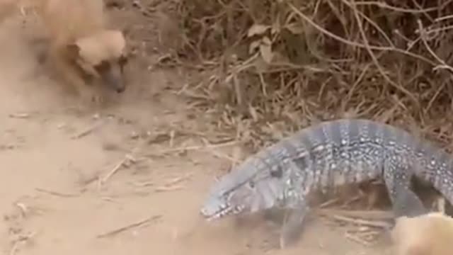 Dog vs teiú a bullshit