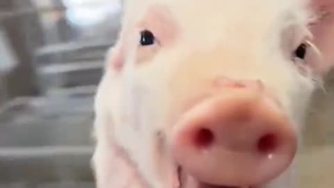 Funny Pig